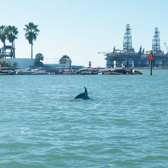 dolphin-watch-DSC04176-75 percent.jpg dolphin-watch-DSC04176-75 percent.jpg