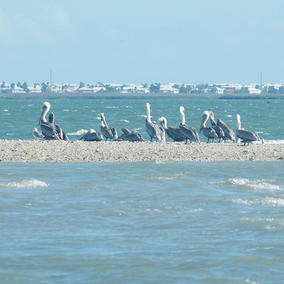 pelican-bay-DSC05694-75 percent.jpg pelican-bay-DSC05694-75 percent.jpg